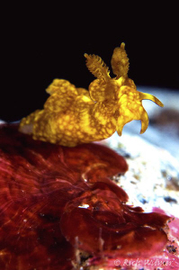 very small polycera sp.?  D300/Inon Strobes/105mm + woody... by Richard Witmer 